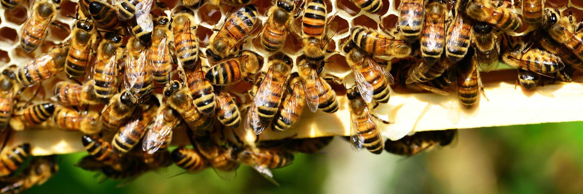 Bees making honey at the hive